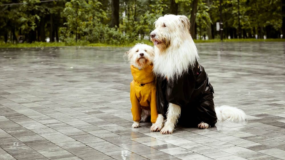 hardscape sealing Raleigh NC